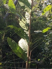 Bridelia retusa