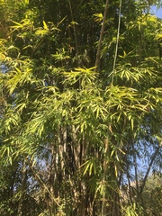 Dendrocalamus strictus