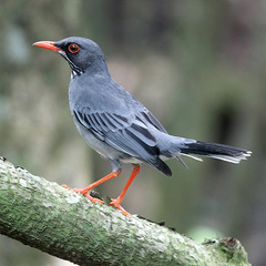 Turdus plumbeus
