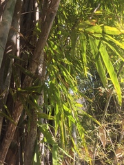 Dendrocalamus strictus