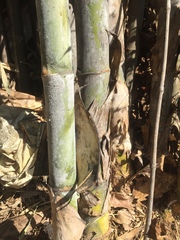 Dendrocalamus strictus