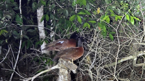 Hartlaub's Duck