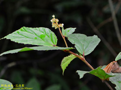 Begoniaceae