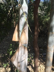 Dendrocalamus strictus