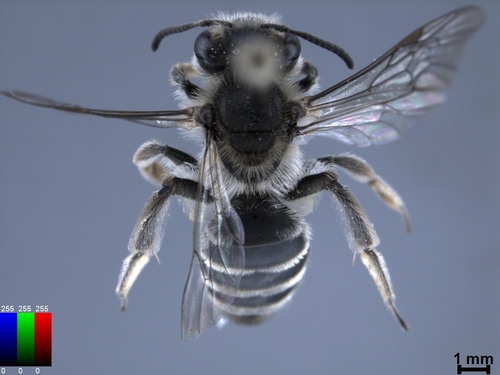 iNaturalist observation photo of Mining Bees