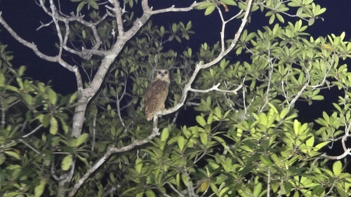Pel's Fishing-Owl