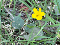 Viola reichei, photograph (c) Cody Hinchliff, some rights reserved (CC BY)