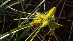 Cyperus aggregatus