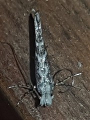 Epicephala trigonophora