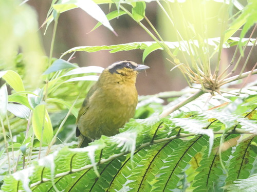 Black-capped Hemispingus (Kleinothraupis atropileus), photo 5