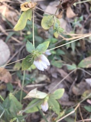 Blepharis maderaspatensis