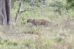 Panthera pardus kotiya