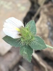 Blepharis maderaspatensis