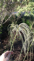 Eustachys distichophylla