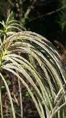 Eustachys distichophylla