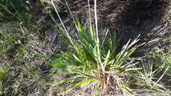 Eustachys distichophylla