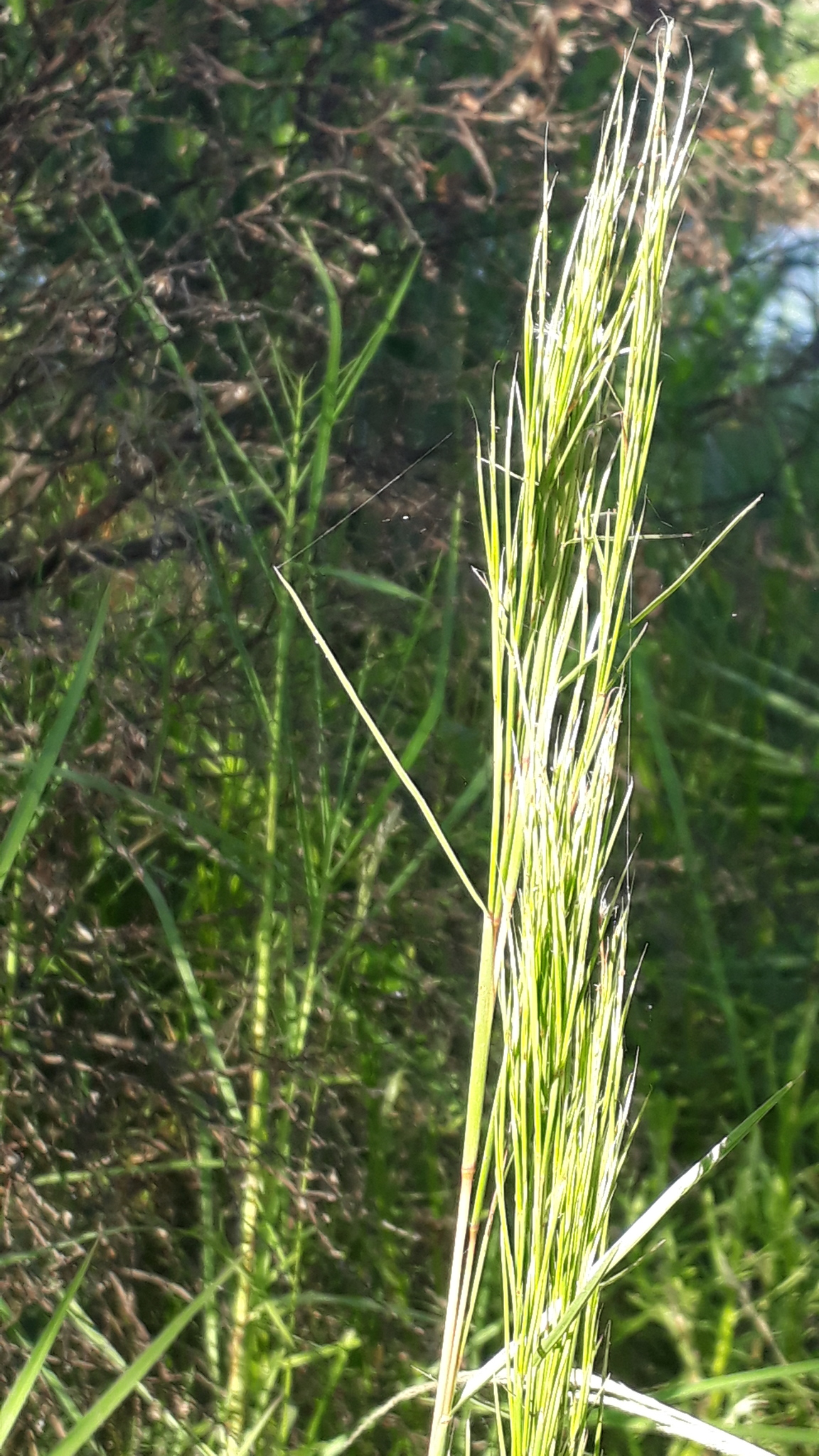 Andropogon virgatus