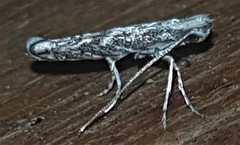 Epicephala trigonophora
