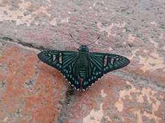 Phocides urania urania