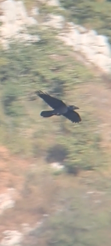 Common Raven