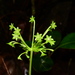 Campynemanthe viridiflora - Photo (c) Joey Santore, algunos derechos reservados (CC BY-NC), subido por Joey Santore