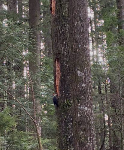 Pileated Woodpecker