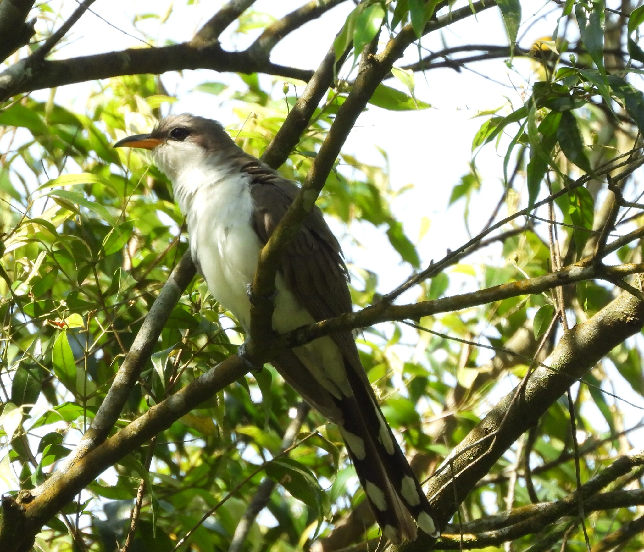 Pearly-breasted Cuckoo (Coccyzus euleri), photo 10