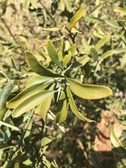 Balanites aegyptiaca