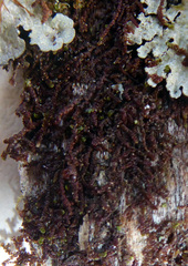 Frullania rostrata