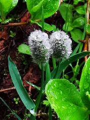 Alopecurus magellanicus