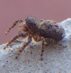 Salticidae