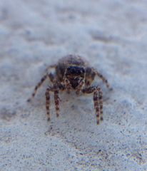 Salticidae