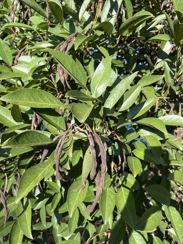 Erythrina crista-galli