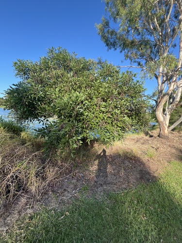 Erythrina crista-galli