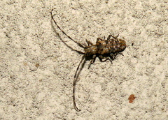 Eunidia piperita