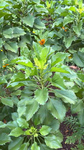 Bastard Gumwood (Commidendrum rotundifolium)