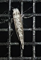 Epicephala trigonophora