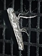 Epicephala trigonophora