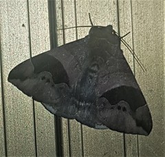 Bastilla solomonensis