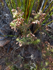 Erica perlata