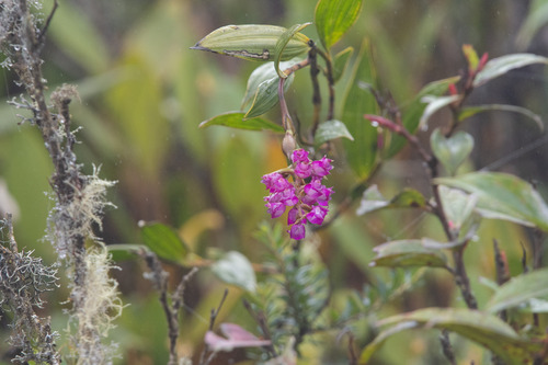 Elleanthus gastroglottis Schltr. 3