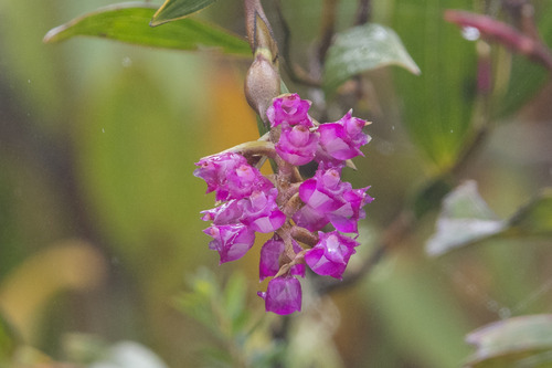 Elleanthus gastroglottis Schltr. 2