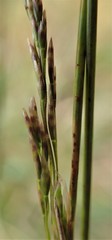 Deschampsia chapmanii