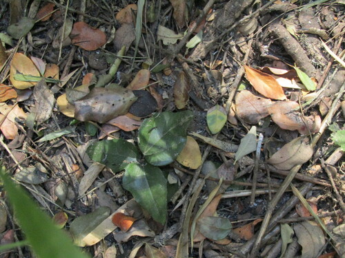 Lardizabala funaria, photograph 5