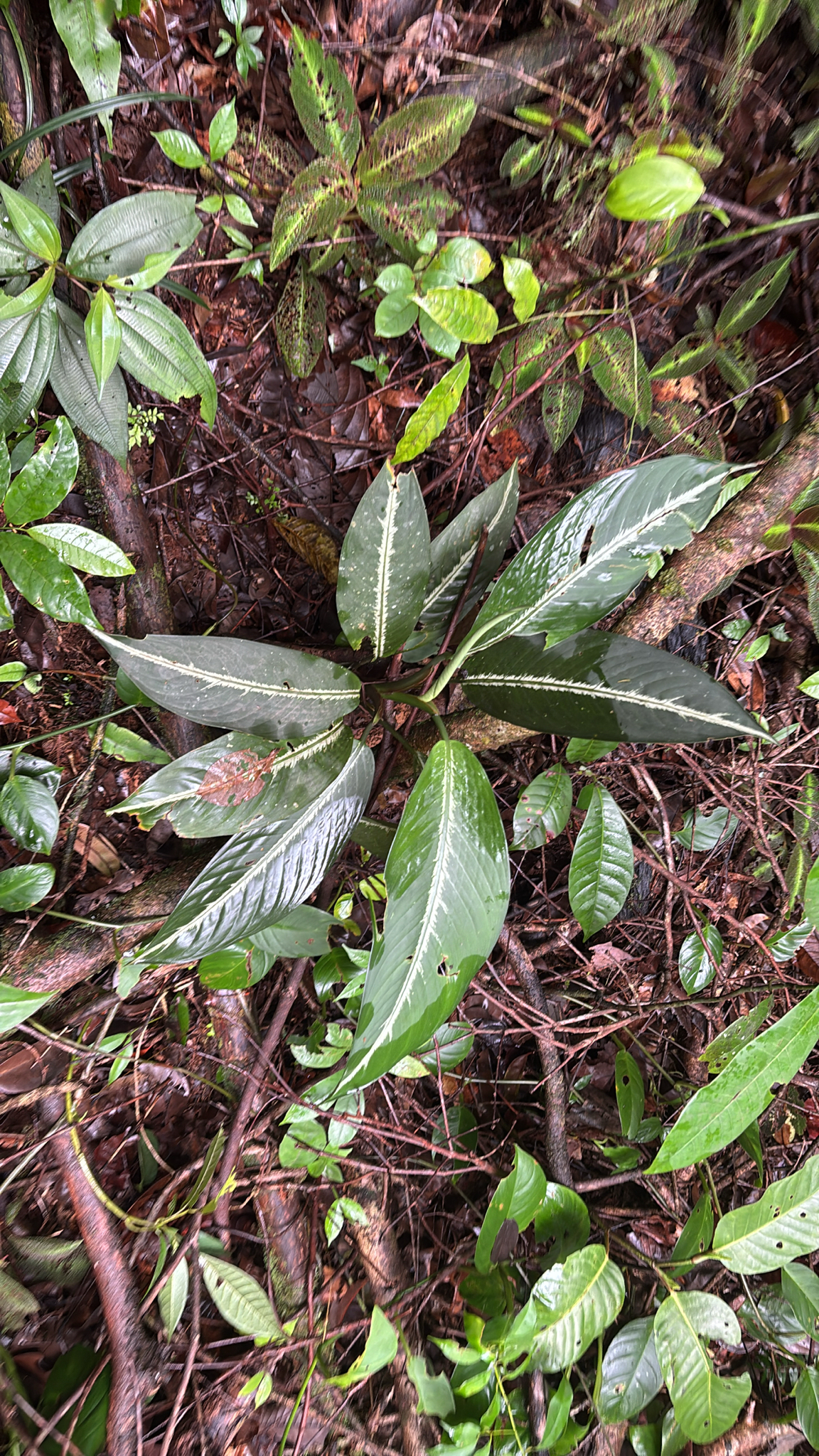 Dieffenbachia elegans
