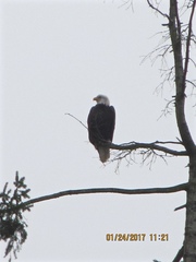 Haliaeetus leucocephalus washingtoniensis