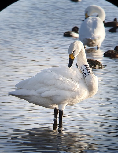 Cisne chico (Cygnus columbianus)