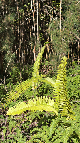Nephrolepis brownii observed 2026-01-27