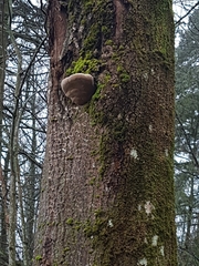Phellinus populicola