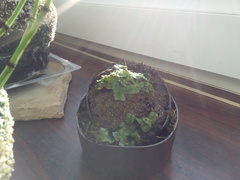 Marchantia polymorpha ruderalis